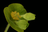 Euphorbia characias subsp. wulfenii RCP4-09 138.jpg